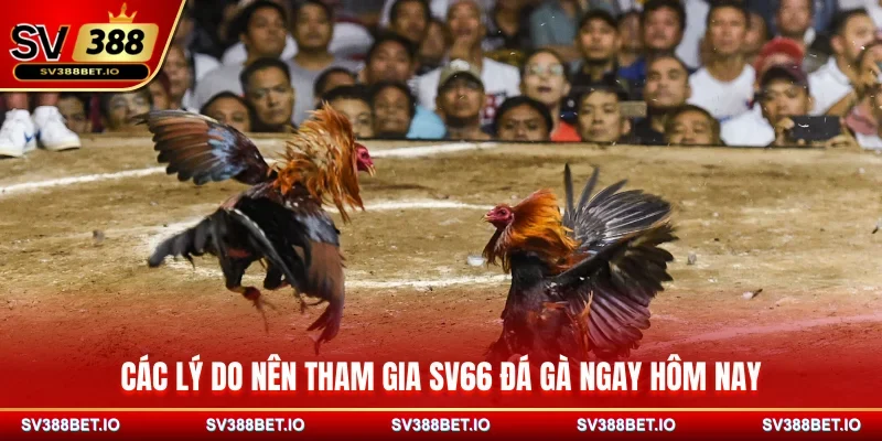 Các lý do nên tham gia SV66 đá gà ngay hôm nay