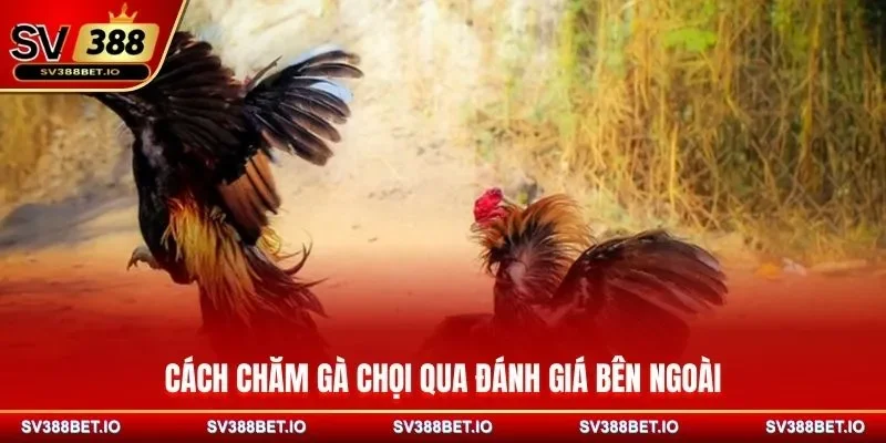 Cách chăm gà chọi qua đánh giá bên ngoài