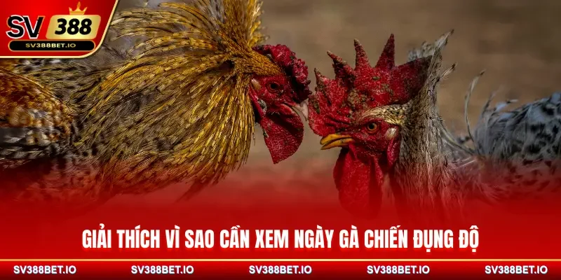 Giải thích vì sao cần xem ngày gà chiến đụng độ