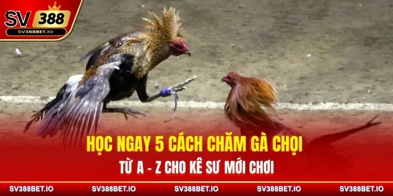 Học Ngay 5 Cách Chăm Gà Chọi Từ A - Z Cho Sư Kê Mới Chơi