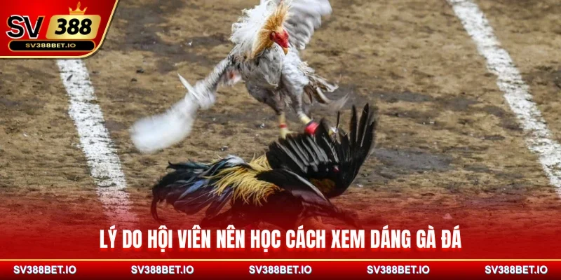 Lý do hội viên nên học cách xem dáng gà đá