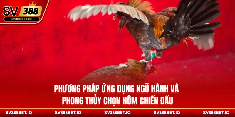 Phương pháp xem ngày gà đá ngũ hành và phong thủy