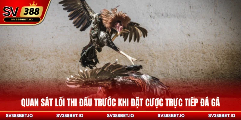 Quan sát lối thi đấu trước khi đặt cược trực tiếp đá gà
