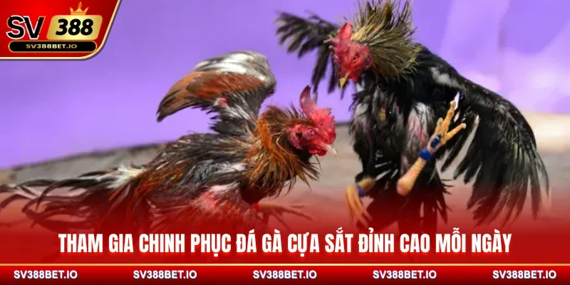 Tham gia chinh phục đá gà cựa sắt đỉnh cao mỗi ngày