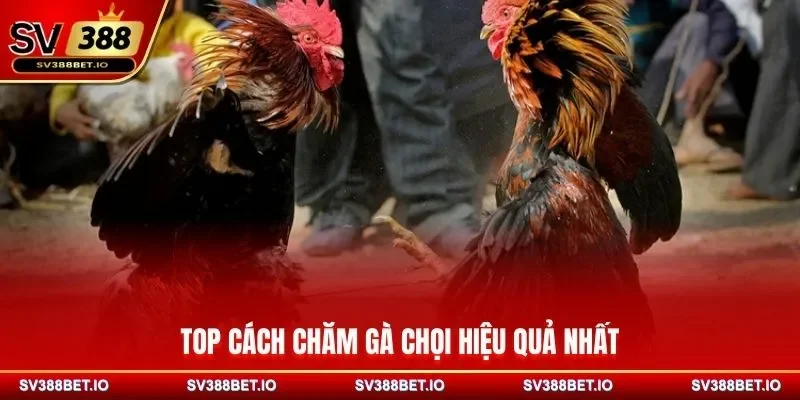 Top cách chăm gà chọi hiệu quả nhất