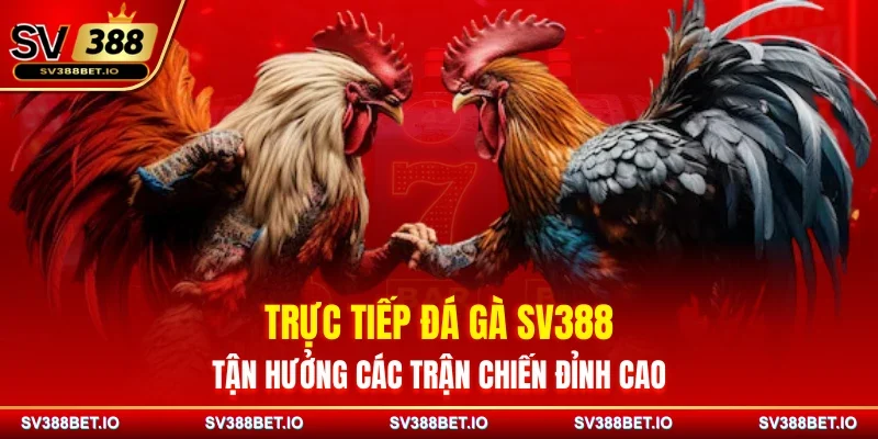 Trực Tiếp Đá Gà SV388 - Tận Hưởng Các Trận Chiến Đỉnh Cao