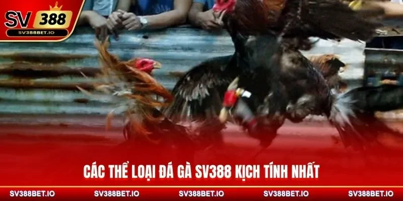 Các thể loại đá gà SV388 kịch tính nhất