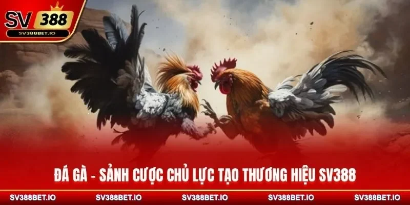 Đá gà - Sảnh cược chủ lực tạo thương hiệu SV388